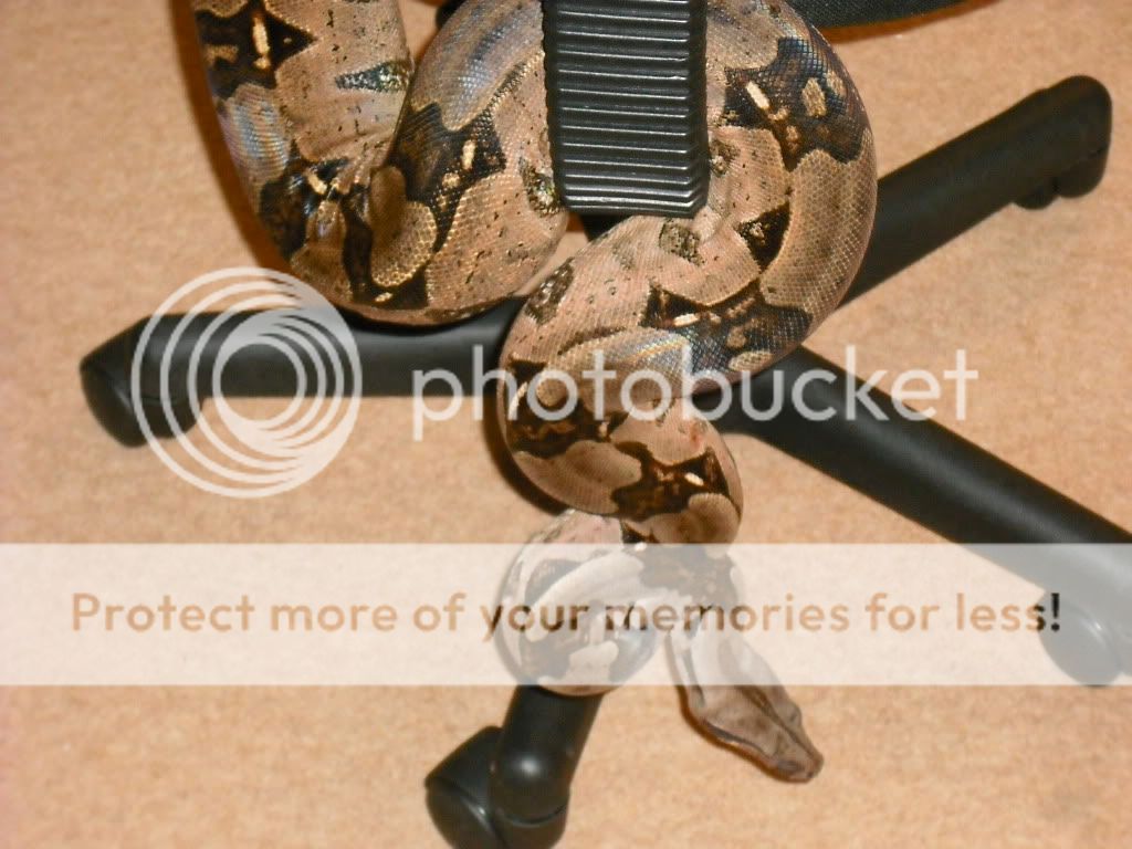 Guyana Red Tail Boa + Set Up Reptile Forums